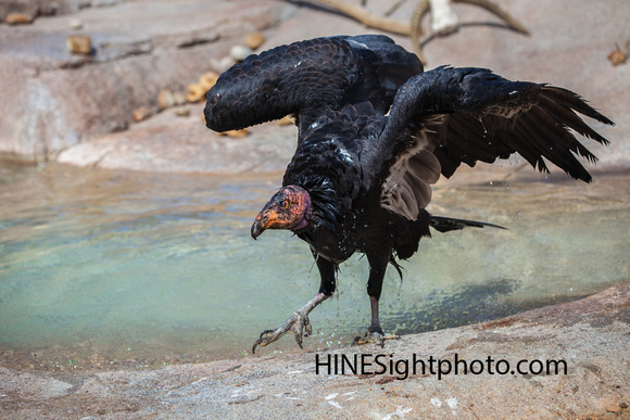 Vulture Splash Down