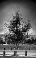 Black Cimmerian Tree
