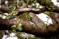 Couple of Acorn Woodpeckers
