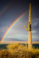 Cactus Rainbow