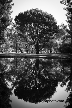 Tree Mirror